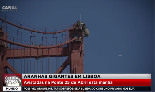 Aranhas gigantes em Lisboa!