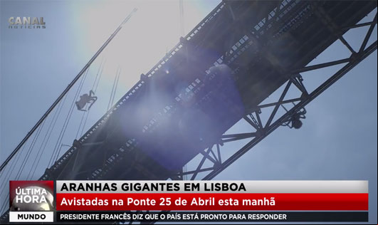 Aranhas gigantes em Lisboa!