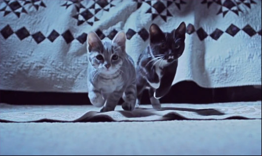 Kittens On The Beat
